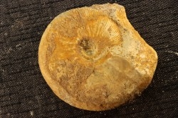 Kosmoceras medea - callovian - Saint Laon, 86 - FRANCE