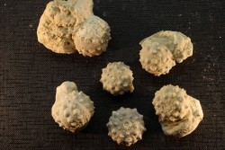 Intéressant set of 6 urchins  HEMICIDARIS CRENULARIS  oxfordian  Novion-Porcien - Ardennes, France
