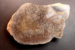 Os de dinosaure: Bothriospondylus madagascariensis - Bathonien - Madagascar