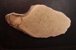 dinosaur bone Bothriospondylus - Bathonian - Madagascar