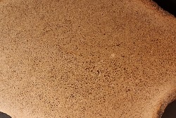 Os de dinosaure: Bothriospondylus madagascariensis - Bathonien - Madagascar