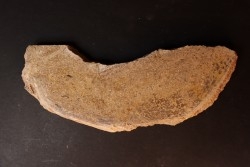 Os de dinosaure: Bothriospondylus madagascariensis - Bathonien - Madagascar