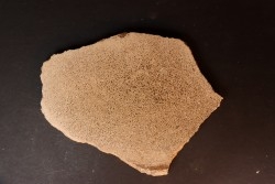 dinosaur bone Bothriospondylus - Bathonian - Madagascar