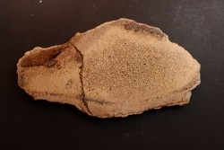 Os de dinosaure: Bothriospondylus madagascariensis - Bathonien - Madagascar