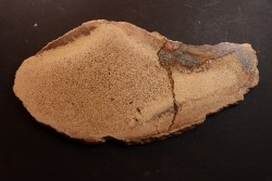 dinosaur bone Bothriospondylus - Bathonian - Madagascar