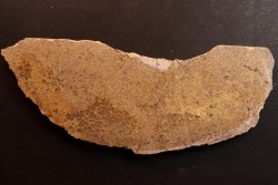 Os de dinosaure: Bothriospondylus madagascariensis - Bathonien - Madagascar