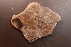 dinosaur bone Bothriospondylus - Bathonian - Madagascar