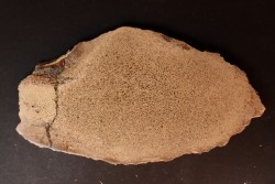 dinosaur bone Bothriospondylus - Bathonian - Madagascar