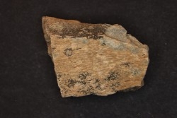 dinosaure freak: TRICERATOPS HORRIDUS