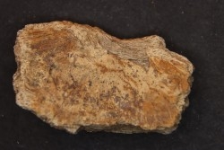 Dinosaure: fragment de collerette de TRICERATOPS HORRIDUS - Hell Creek  Fmt - crétacé sup. - Glendive County, Montana