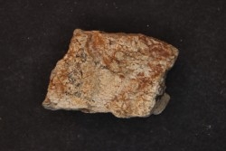 dinosaure freak: TRICERATOPS HORRIDUS