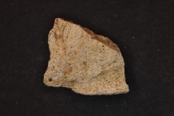 dinosaure freak: TRICERATOPS HORRIDUS