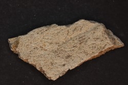 dinosaure freak: TRICERATOPS HORRIDUS