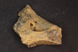 dinosaure freak: TRICERATOPS HORRIDUS