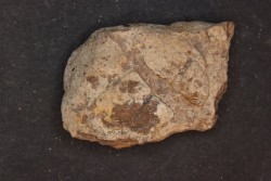 dinosaure freak: TRICERATOPS HORRIDUS