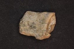 Dinosaure: fragment de collerette de TRICERATOPS HORRIDUS - Hell Creek  Fmt - crétacé sup. - Glendive County, Montana