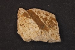 Dinosaure: fragment de collerette de TRICERATOPS HORRIDUS - Hell Creek  Fmt - crétacé sup. - Glendive County, Montana