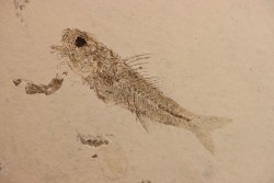 DAPALIS MACRURUS - oligocène de Provence - FRANCE