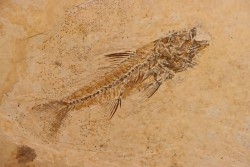 DAPALIS MACRURUS - oligocène de Provence - FRANCE