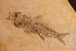 DAPALIS MACRURUS - oligocène de Provence - FRANCE