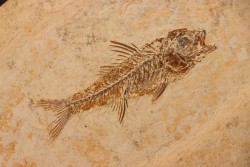 DAPALIS MACRURUS - oligocène de Provence - FRANCE