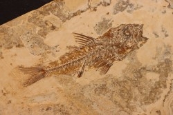 DAPALIS MACRURUS - oligocène de Provence - FRANCE