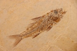 DAPALIS MACRURUS - oligocène de Provence - FRANCE