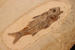 DAPALIS MACRURUS - oligocène de Provence - FRANCE