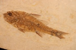 DAPALIS MACRURUS - oligocène de Provence - FRANCE