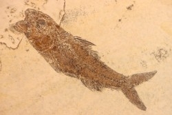 DAPALIS MACRURUS - oligocène de Provence - FRANCE