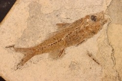 DAPALIS MACRURUS - oligocène de Provence - FRANCE