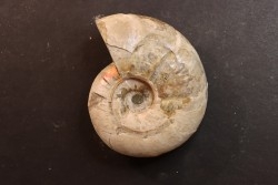 Melchiorites falcistriatus - Albian - Mahajanga - MADAGASCAR