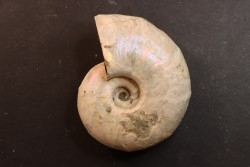 Melchiorites falcistriatus - Albian - Mahajanga - MADAGASCAR