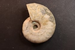 Melchiorites falcistriatus - Albian - Mahajanga - MADAGASCAR