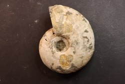 Melchiorites falcistriatus - Albian - Mahajanga - MADAGASCAR