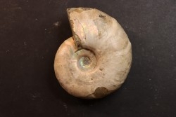 Melchiorites falcistriatus - Albien - Région de Mahajanga - MADAGASCAR