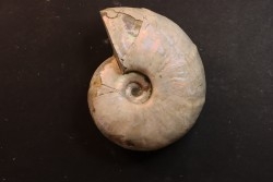 Melchiorites falcistriatus - Albian - Mahajanga - MADAGASCAR