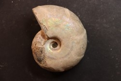 Desmoceras latidorsatum - Albian - Mahajanga - MADAGASCAR