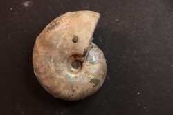 Desmoceras latidorsatum - Albian - Mahajanga - MADAGASCAR