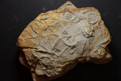 Asteriacites lumbricalis - trias - Beaune, France