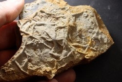 Asteriacites lumbricalis - trias - Beaune, France
