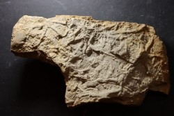 Asteriacites lumbricalis - trias - Beaune, France