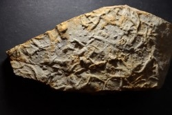 Asteriacites lumbricalis - trias - Beaune, France
