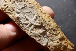 Asteriacites lumbricalis - trias - Beaune, France