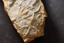 Asteriacites lumbricalis - trias - Beaune, France