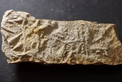 Asteriacites lumbricalis - trias - Beaune, France