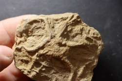 Asteriacites lumbricalis - trias - Beaune, France