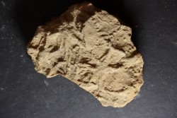 Asteriacites lumbricalis - trias - Beaune, France