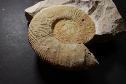 Malbosiceras paramimounum - Berriasian - Gard - France