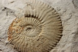 Berriasella (picteticeras)  jauberti - Berriasian - Gard - France